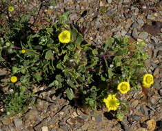 Plancia ëd Osteospermum sinuatum (DC.) T. Norl.