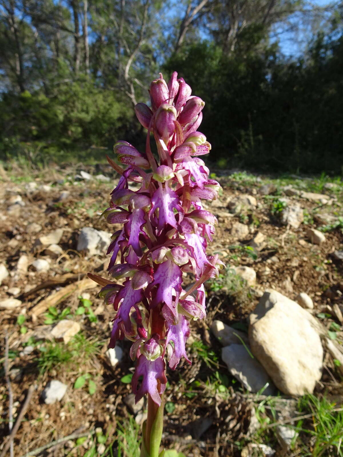 Image of Giant Orchid