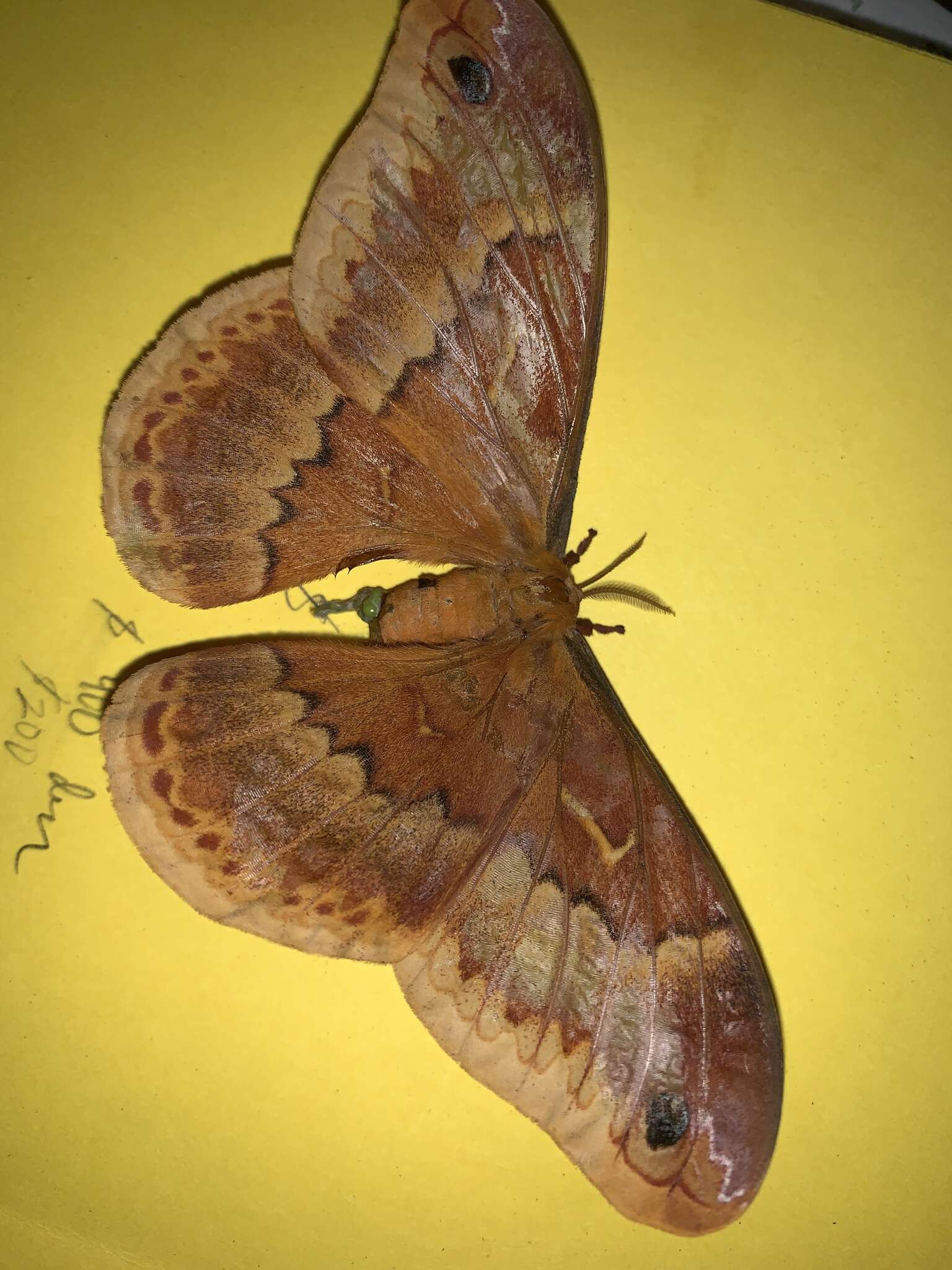 Image of Sweetbay Silk Moth