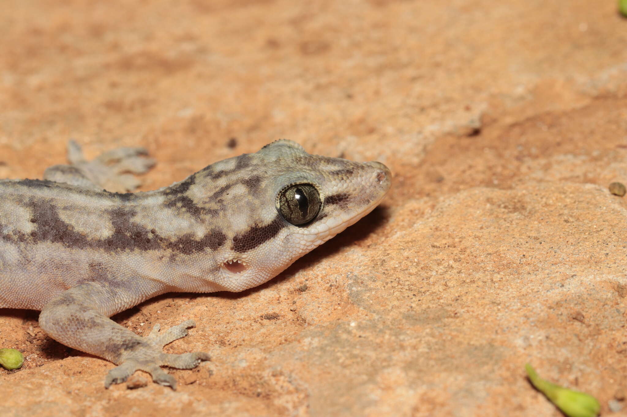 Image of Brazilian gecko