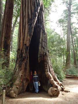 Image of redwood