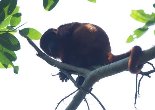 Image de Alouatta sara Elliot 1910