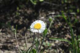 Image of Corpus Christi fleabane