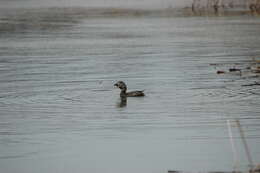 Image of Pied-billed Grebe