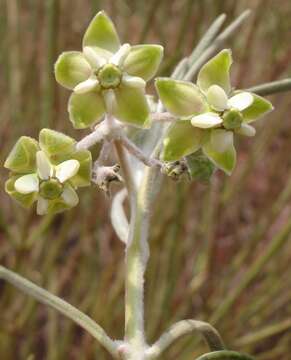 Image of Gomphocarpus tomentosus Burch.