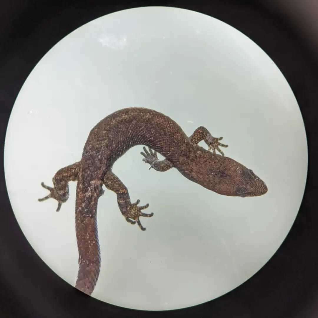 Image of Meridian Gecko