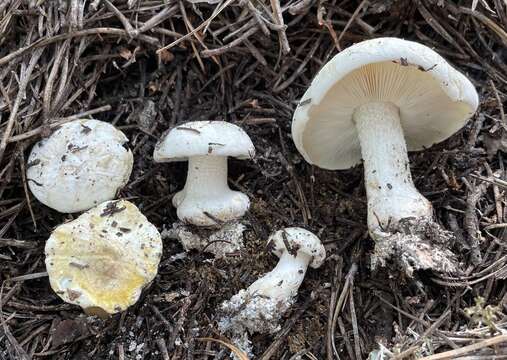 Image of Tricholoma apium Jul. Schäff. 1925