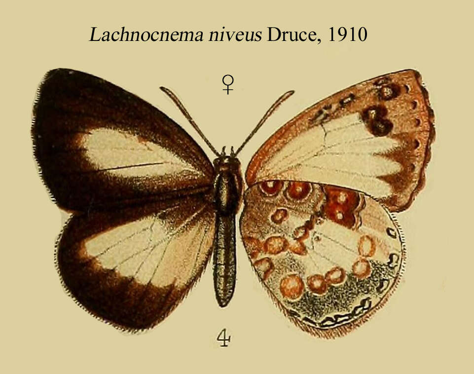 Слика од Lachnocnema magna Aurivillius 1895