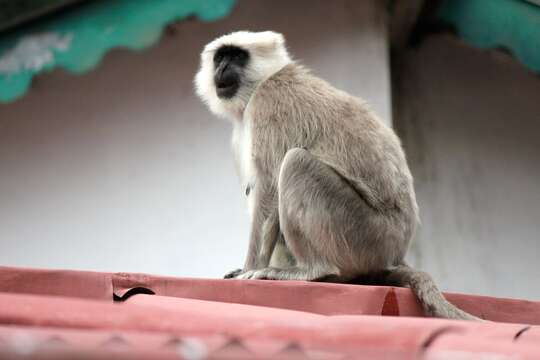 Image of Gray Langur