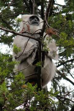 Image of Gray Langur