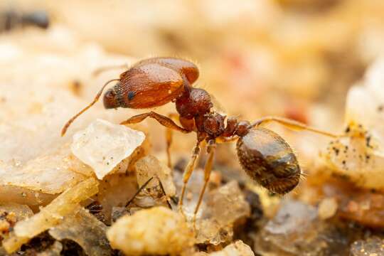 Image of Pheidole xerophila Wheeler 1908