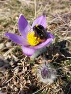 Image of Greater Pasque Flower