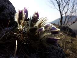 Image of Greater Pasque Flower