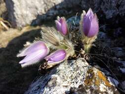 Image of Greater Pasque Flower