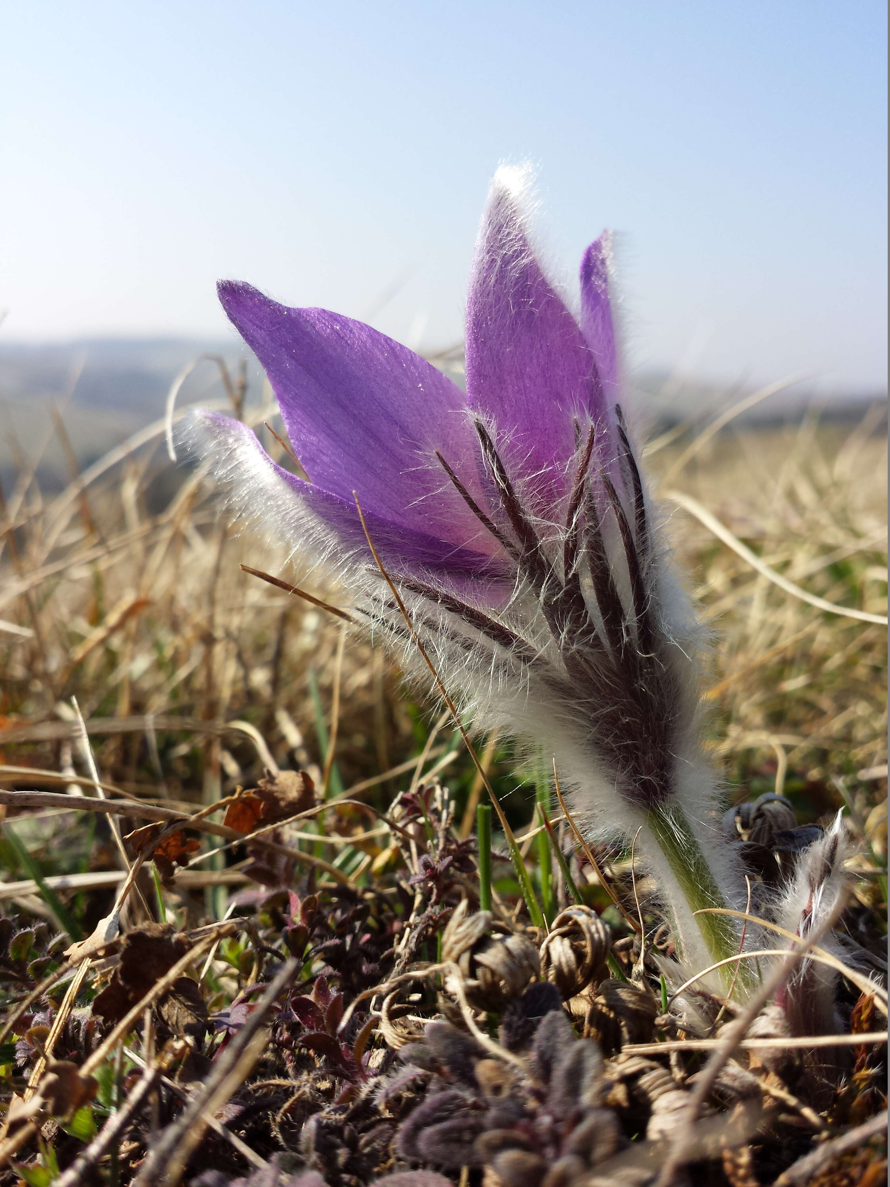 Image of Greater Pasque Flower