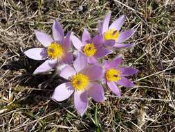 Image of Greater Pasque Flower