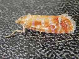 Image of European pine shoot moth