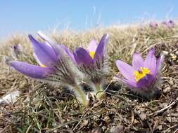 Image of Greater Pasque Flower