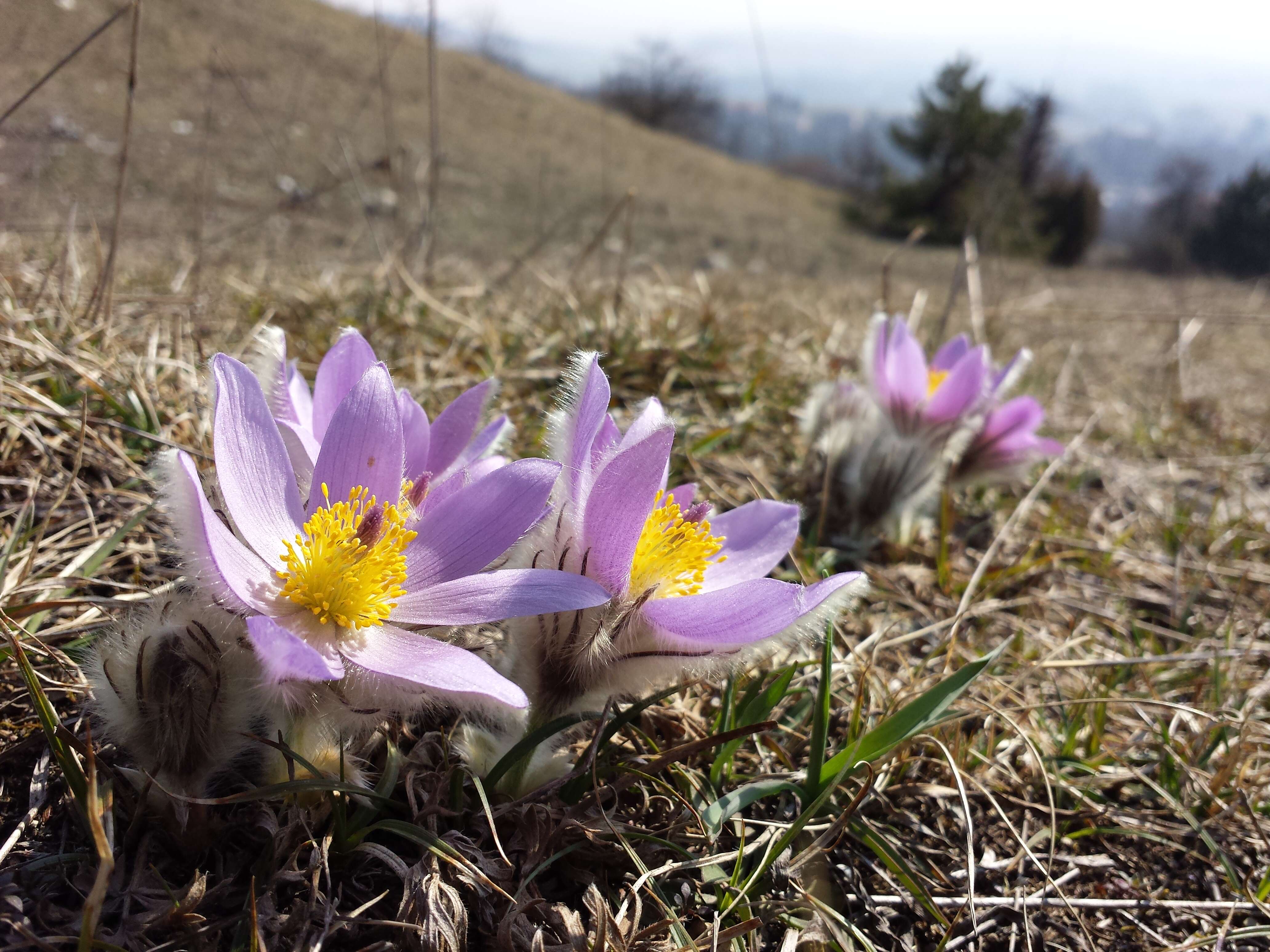 Image of Greater Pasque Flower