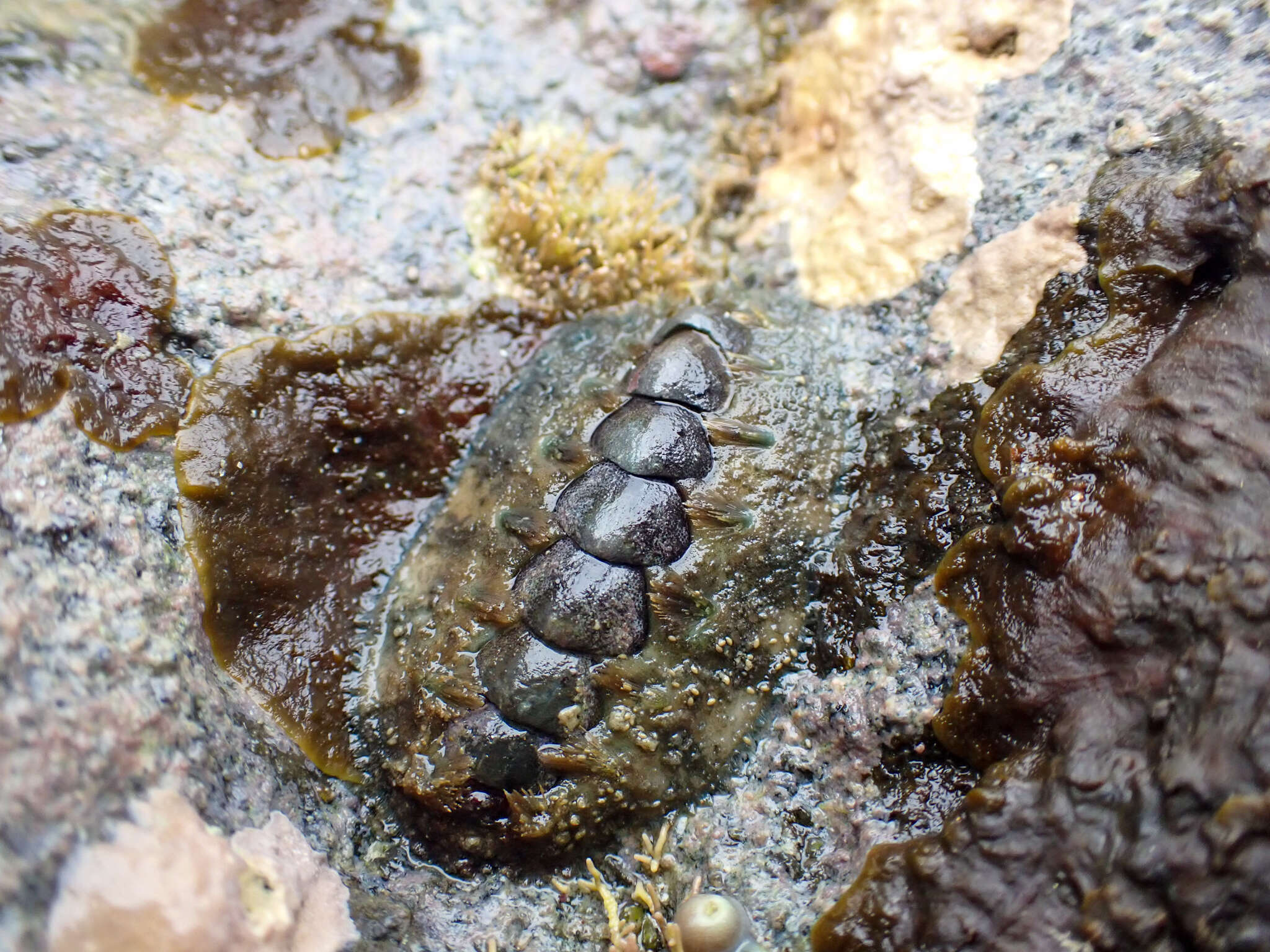 Image of Acanthochitona hirudiniformis (G. B. Sowerby I 1832)