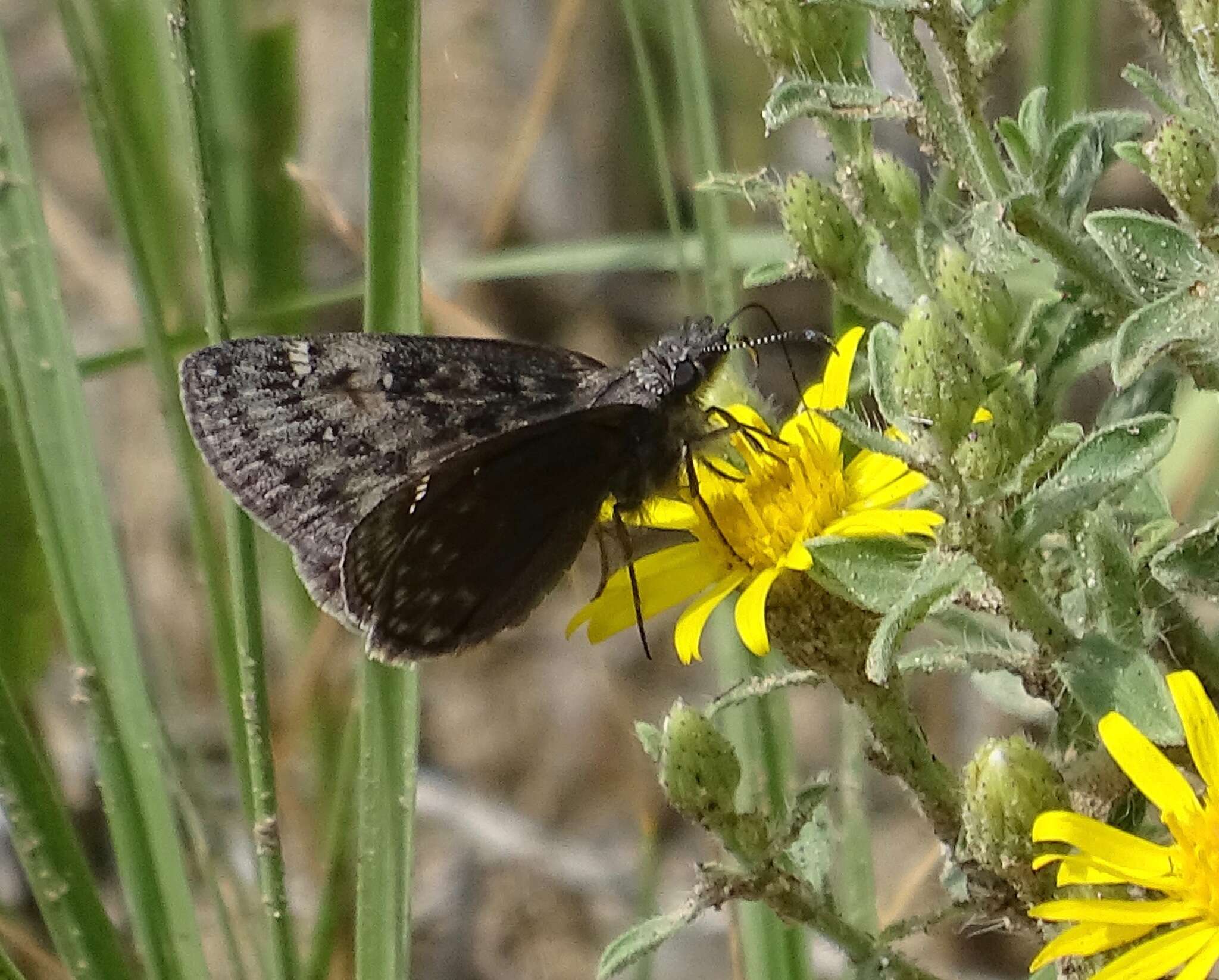 Erynnis afranius Lintner 1878的圖片