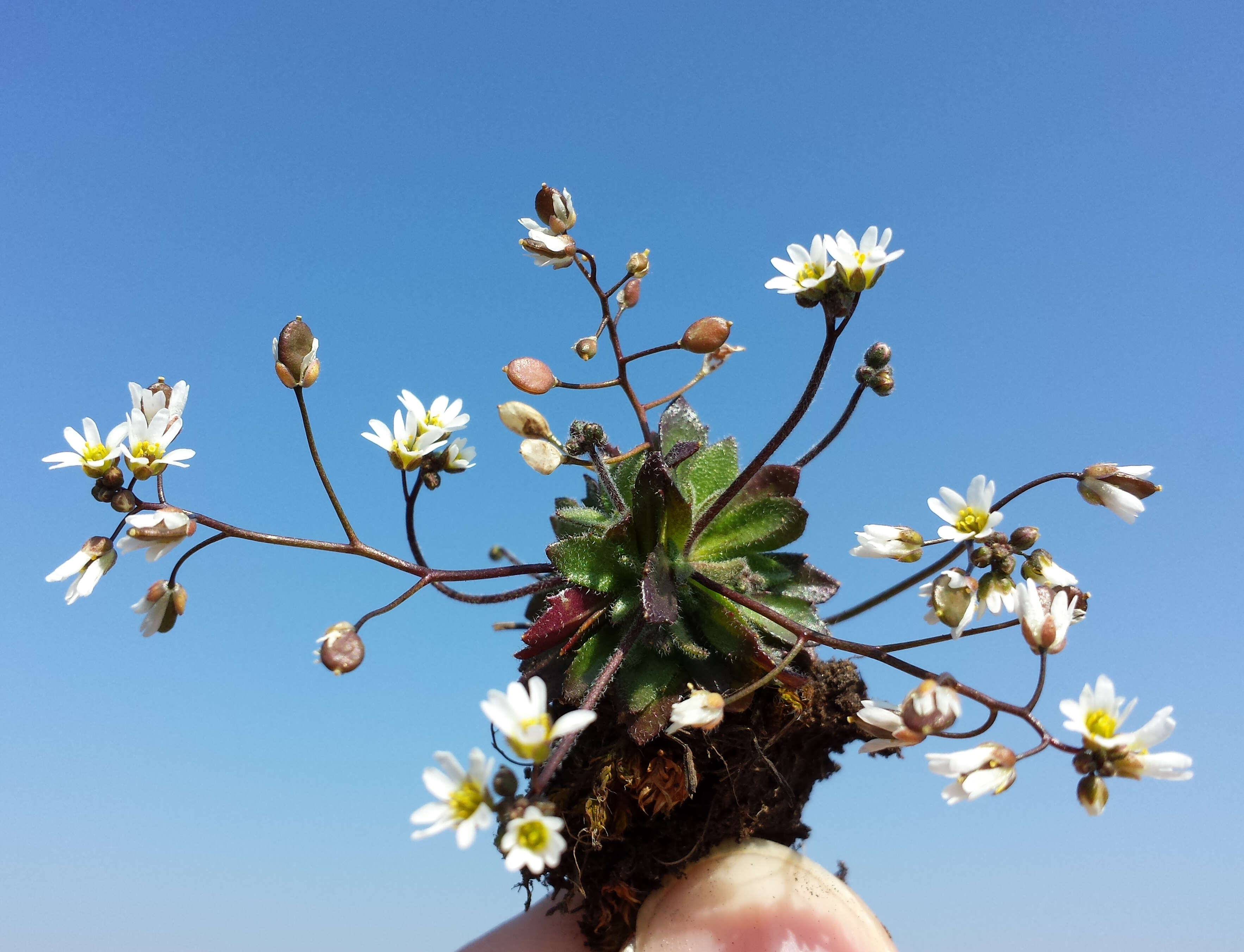 Image of common whitlowgrass