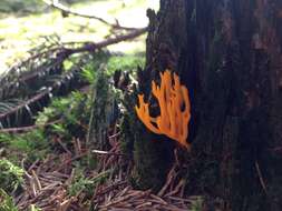 Image of Calocera viscosa (Pers.) Fr. 1821