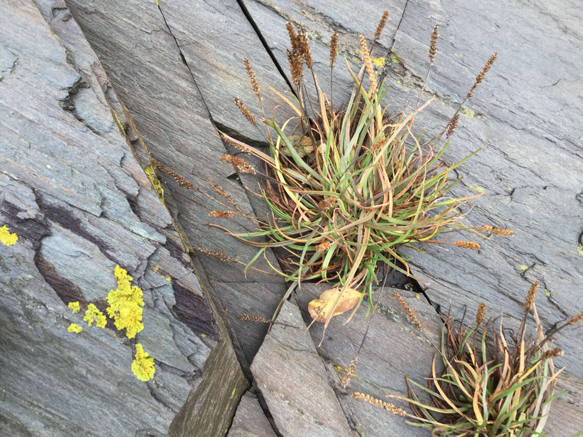 Image de Plantago maritima subsp. juncoides (Lam.) Hulten