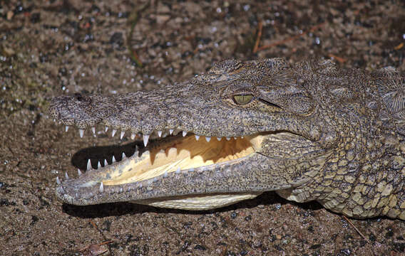 Image of Nile crocodile