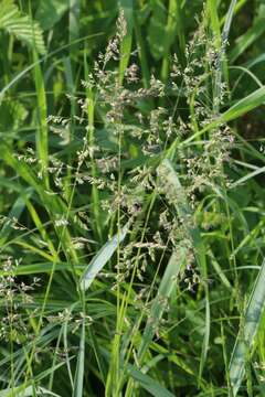 Image of Smooth Meadow-grass