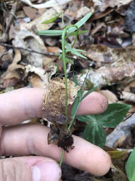 Imagem de Vicia minutiflora D. Dietr.