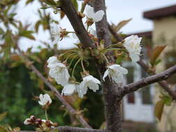 Image of gean, wild cherry