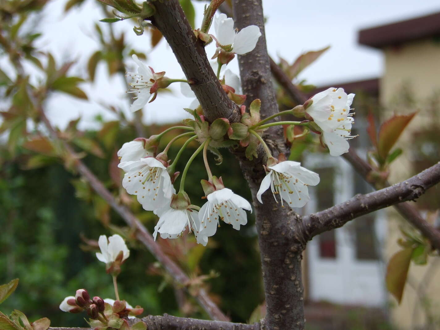 Image of gean, wild cherry