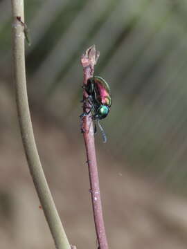 <i>Platycorynus sauteri</i>的圖片