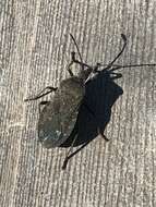 Image of Squash Bug