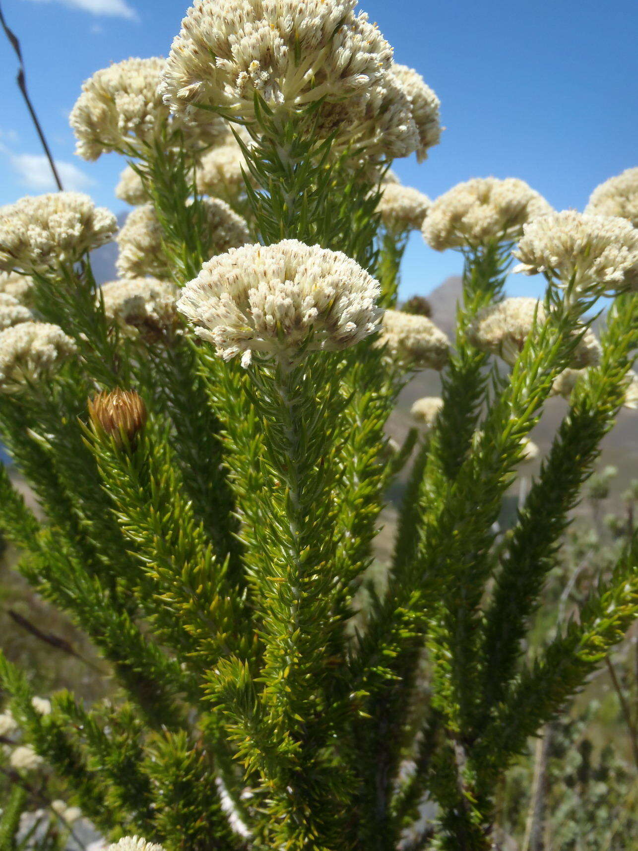 Image of Pointy Blombush