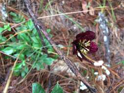 Image of Chocolate Cosmos