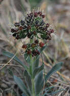 Слика од Craniospermum mongolicum I. M. Johnst.