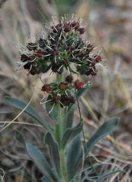 Слика од Craniospermum