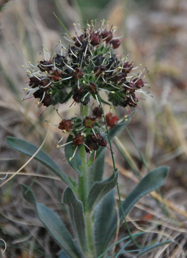 Image of Craniospermum mongolicum I. M. Johnst.