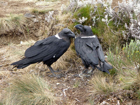 Image of White-necked Raven