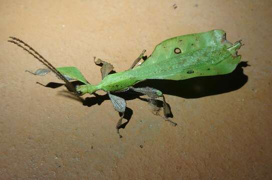 Image of Seychelles leaf insect