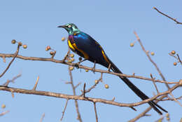 Image of Golden-breasted Starling