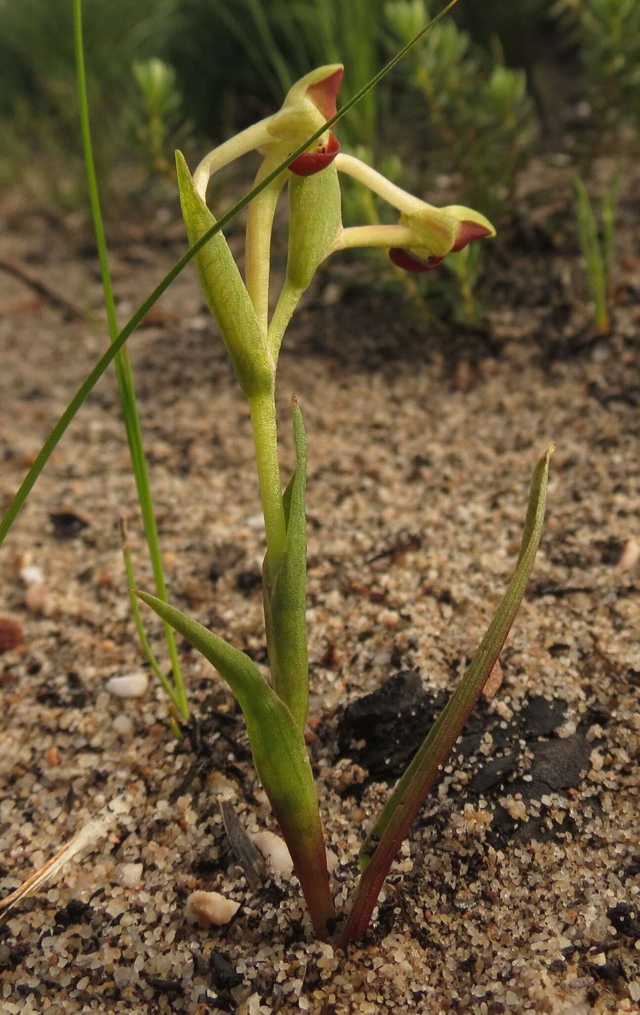 Disa rufescens (Thunb.) Sw. resmi