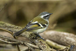 Image of White-banded Tyrannulet