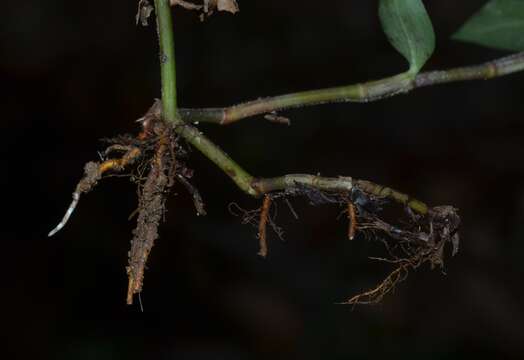 Image of Climbing Flower Cup