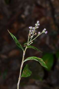 Image of Climbing Flower Cup