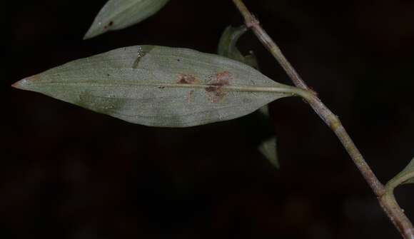 Image of Climbing Flower Cup