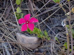 Image of Catharanthus ovalis Markgr.