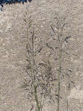 صورة Eragrostis tenuifolia (A. Rich.) Hochst. ex Steud.